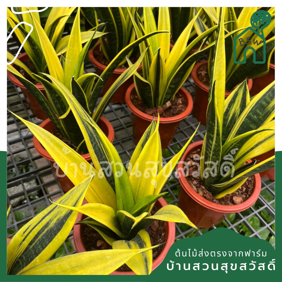 ลิ้นมังกรโกลเด้นเฟรม (Sansevieria Trifasciata 'Golden Flame') ไม้ฟอกอากาศในกระถาง 5 นิ้ว