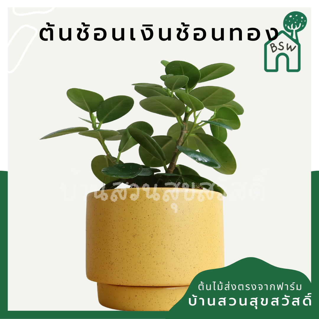 ต้นช้อนเงินช้อนทอง ในกระถางพร้อมตั้ง ต้นไม้มงคล