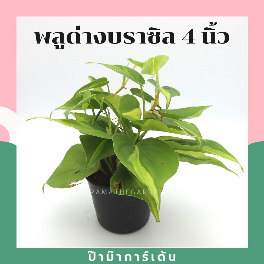 พลูด่างบราซิล ในกระถาง 4 นิ้ว