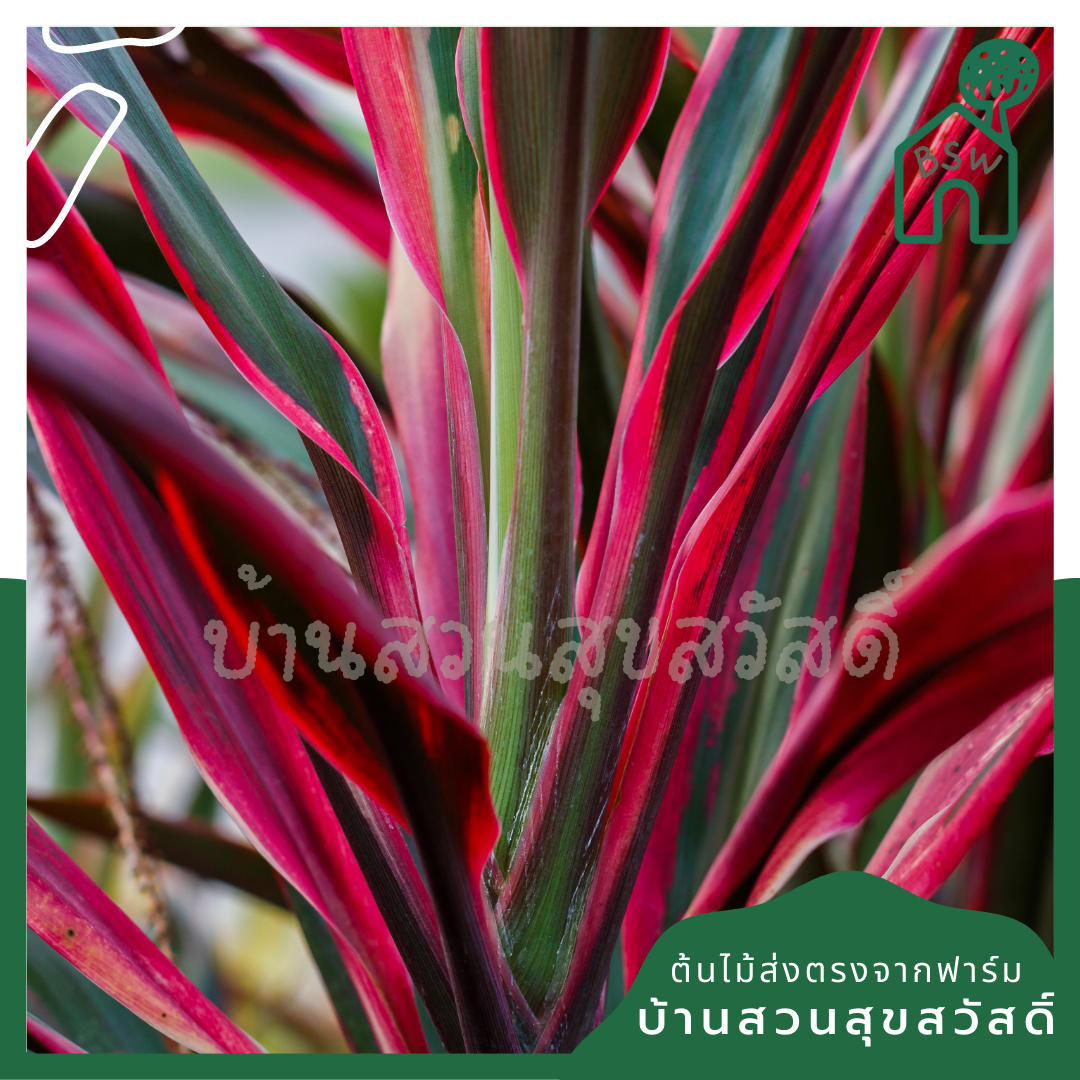 แดงทับทิมสยาม (Cordyline Fruticosa) ไม้มงคลในกระถาง 11 นิ้ว