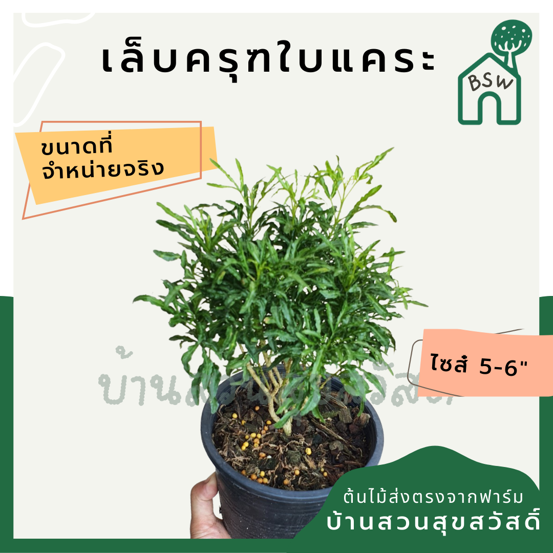 เล็บครุฑใบแคระ (Polyscias Balfouriana) ไม้ใบสวยในกระถางพร้อมตั้ง