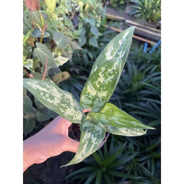 รวมอโกลนีม่า Aglonema