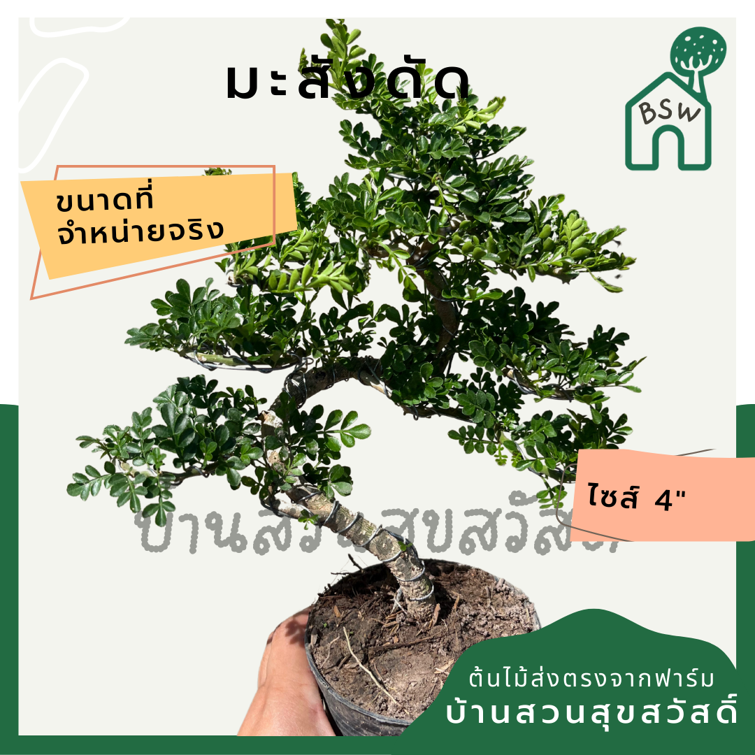 มะสัง 4 นิ้ว ฟอร์มดัดสวย มาในกระถางพร้อมตั้ง