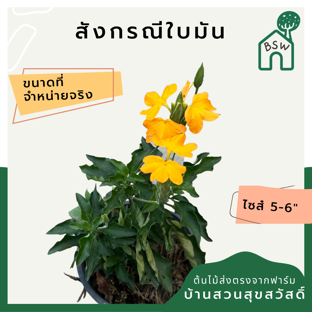 แสงกรณีใบมัน (Clerodendrum 'Manee Saeng Pra Teep') ไม้ดอกหอมในกระถางพร้อมตั้ง