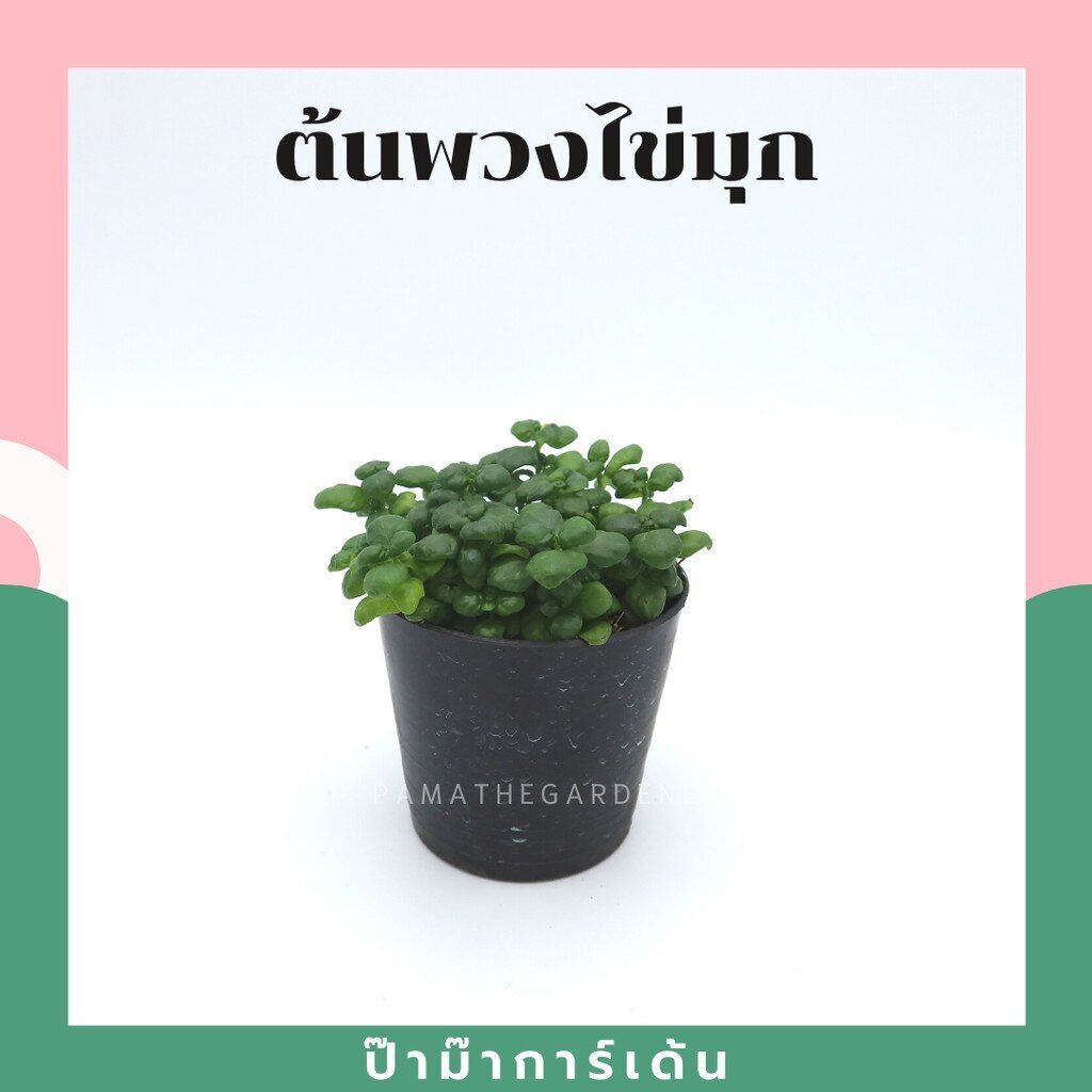 ต้นไม้มงคล ไม้ฟอกอากาศ ต้นใหญ่ รากแน่น ต้นไม้เสริมดวง