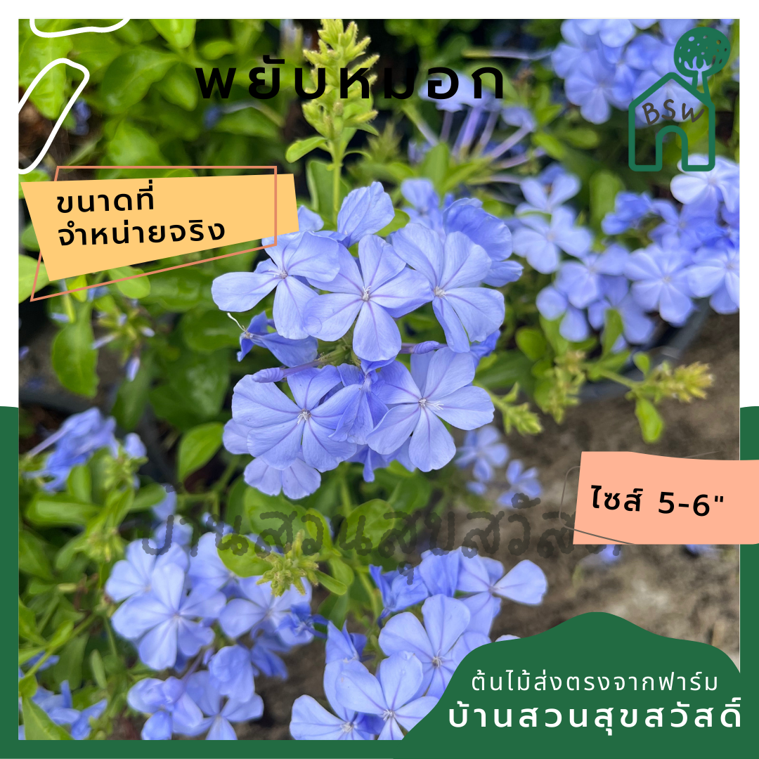 พยับหมอก (Plumbago Auriculata) ไม้ดอกสีฟ้าสวยในกระถาง 5-6 นิ้ว