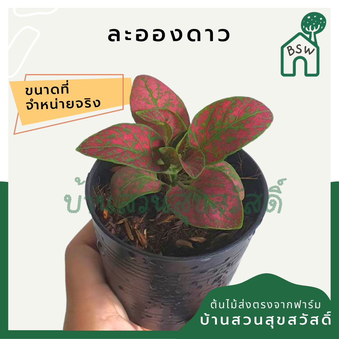 ละอองดาว (Breynia Disticha) ไม้ใบด่างสวยในกระถางพร้อมตั้ง