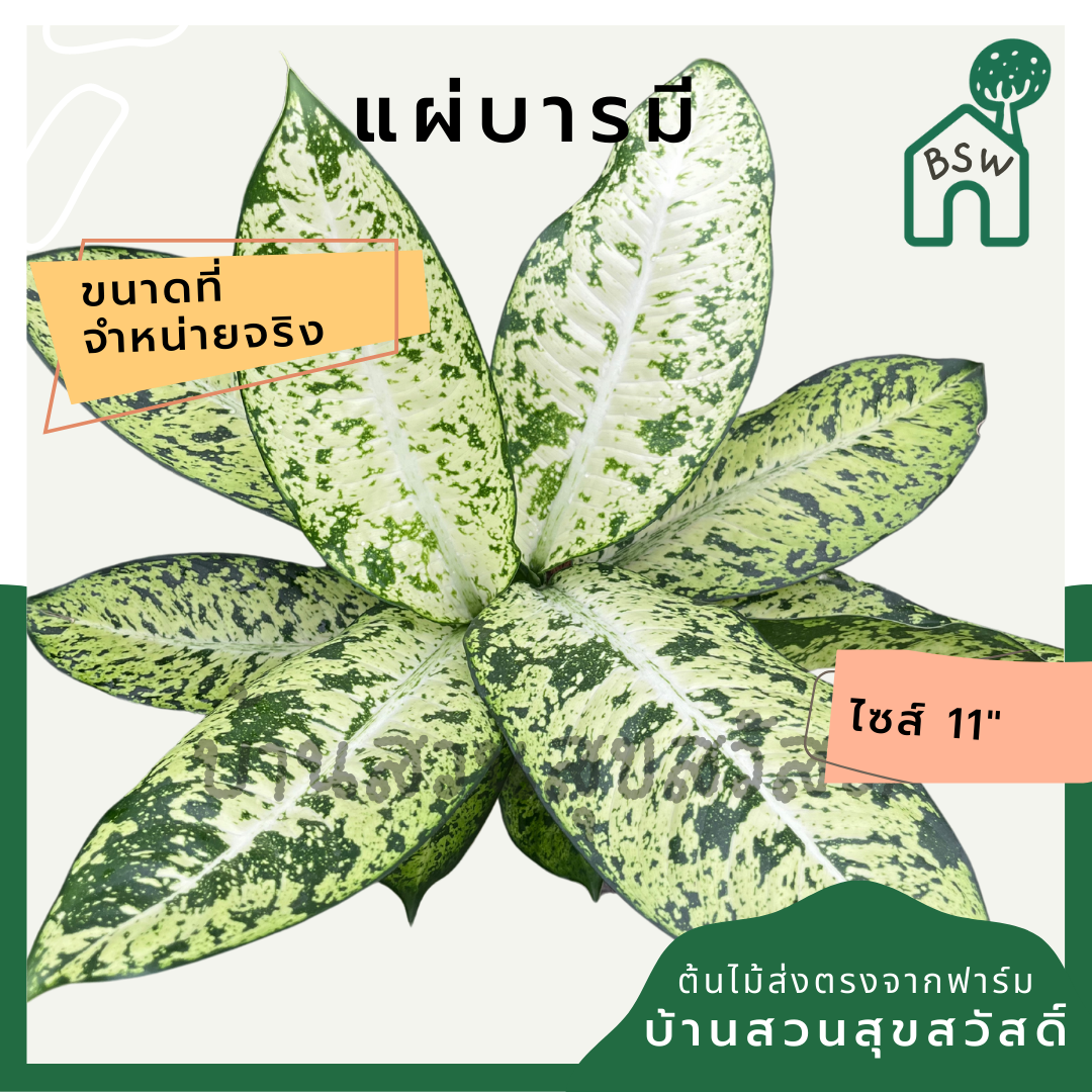 แผ่บารมี กระถาง 11 นิ้ว อโกลนีมา ด่างแบบโดดเด่น aglaonema ไม้แรร์