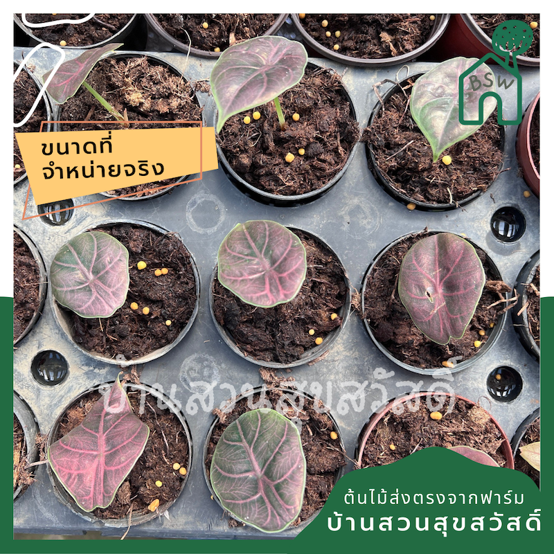 อโลคาเซีย อัซลานีอาย กระดูกสีชมพูม่วง กระถาง 4 นิ้ว (Alocasia Azlanii)