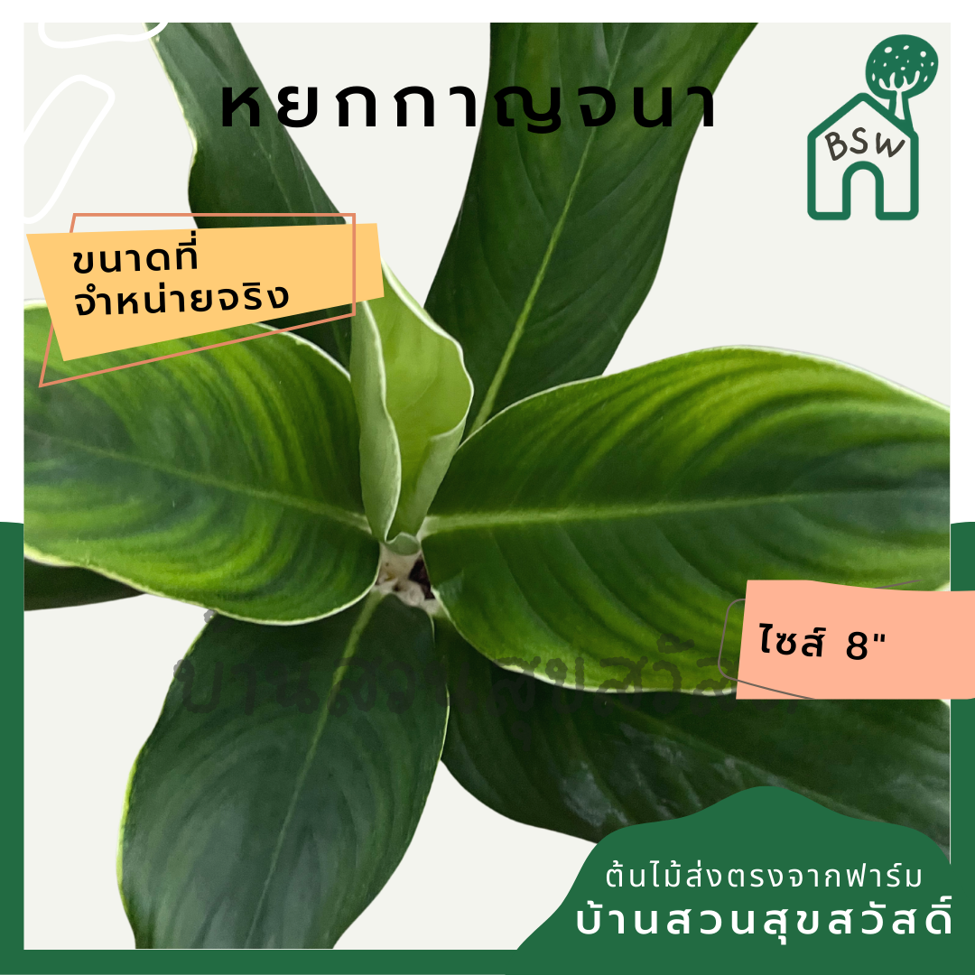 หยกกาญจนา | Hokkanchana | ไม้มงคล ว่านรวยล้นฟ้า กระถาง 8 นิ้ว
