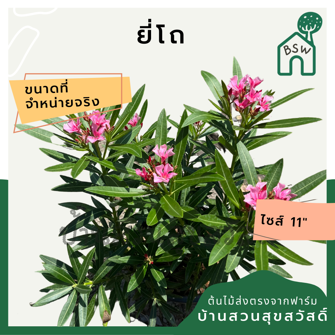 ยี่โถ ต้นยี่โถ กระถาง 11 นิ้ว ไม้แดด ต้นใหญ่สวยมาก ออกดอกตลอดปี