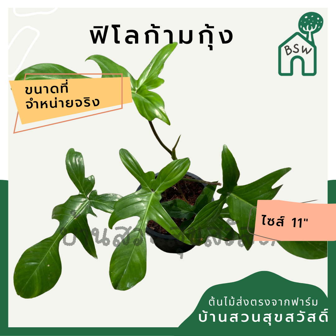 ฟิโลก้ามกุ้งเขียว กระถาง 4 นิ้ว philodendron