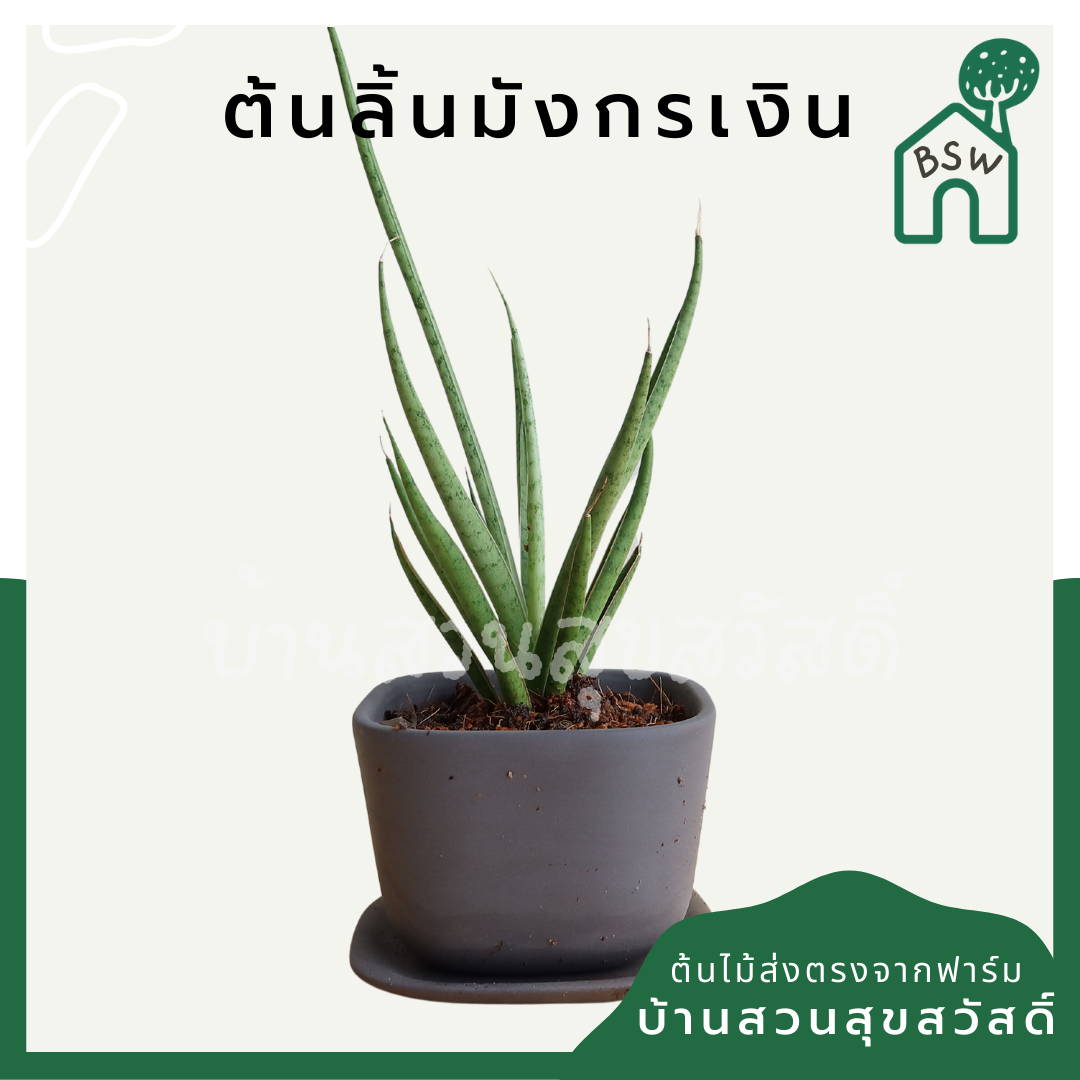 ลิ้นมังกรเงิน (Sansevieria 'Moonshine') ไม้ฟอกอากาศในกระถางพร้อมตั้ง