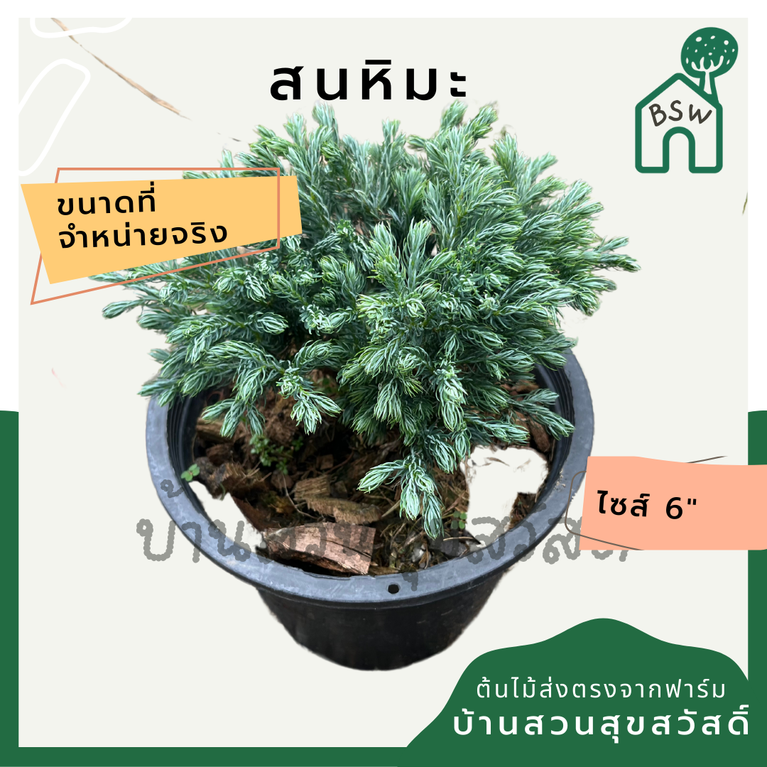 สนหิมะ กระถาง 6 นิ้ว ต้นสนหิมะ เป็นไม้แดด ไม้แต่งสวนสไตล์อังกฤษ