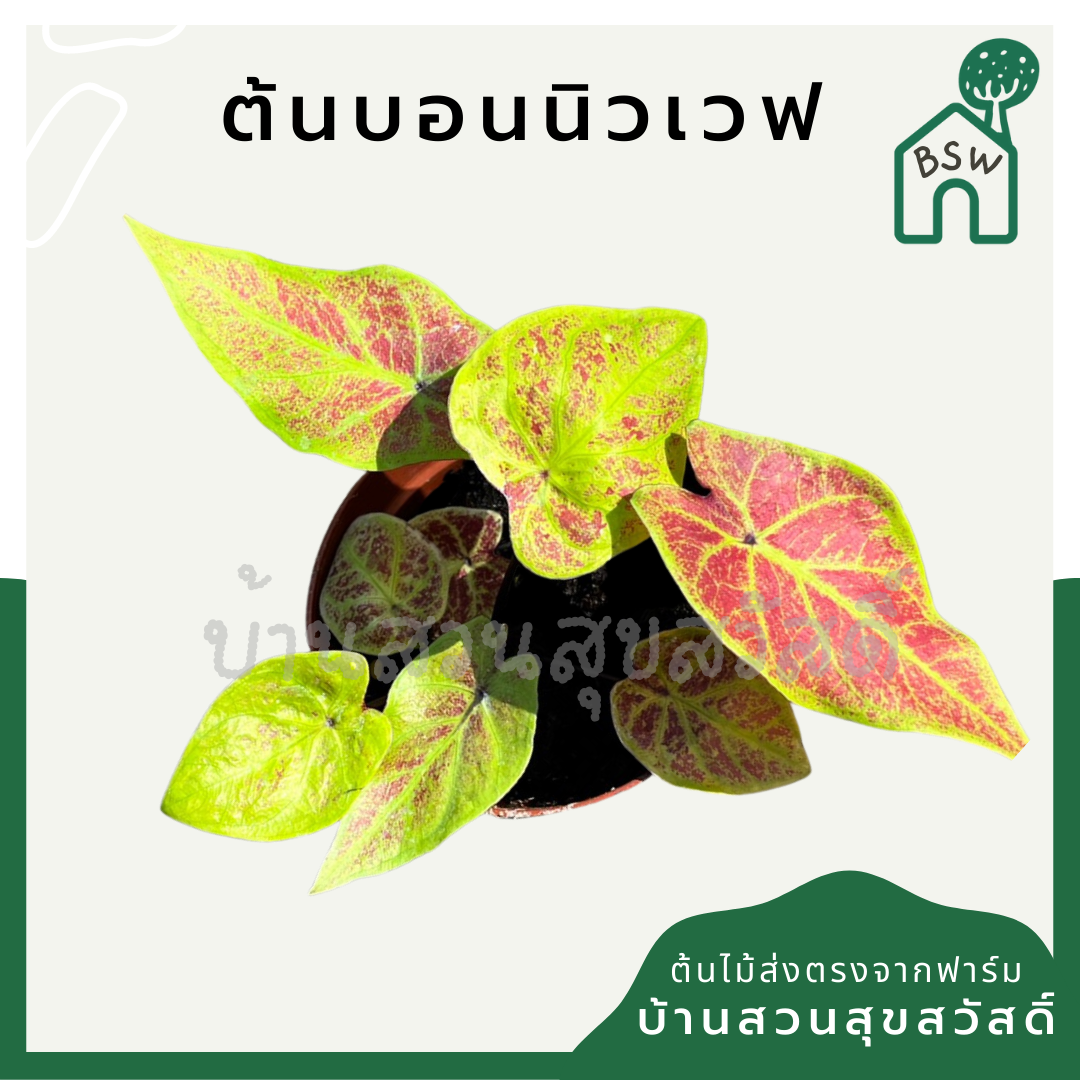 บอนสีนิวเวฟ (Caladium 'New Wave') ไม้ใบมงคลในกระถางพร้อมตั้ง