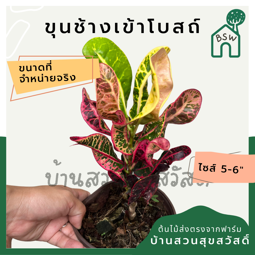 โกสนขุนช้างเข้าโบสถ์ กระถาง 5-6 นิ้ว ต้นโกสน เป็นไม้แดด ไม้ด่างสวย ใบสีสันสดใส