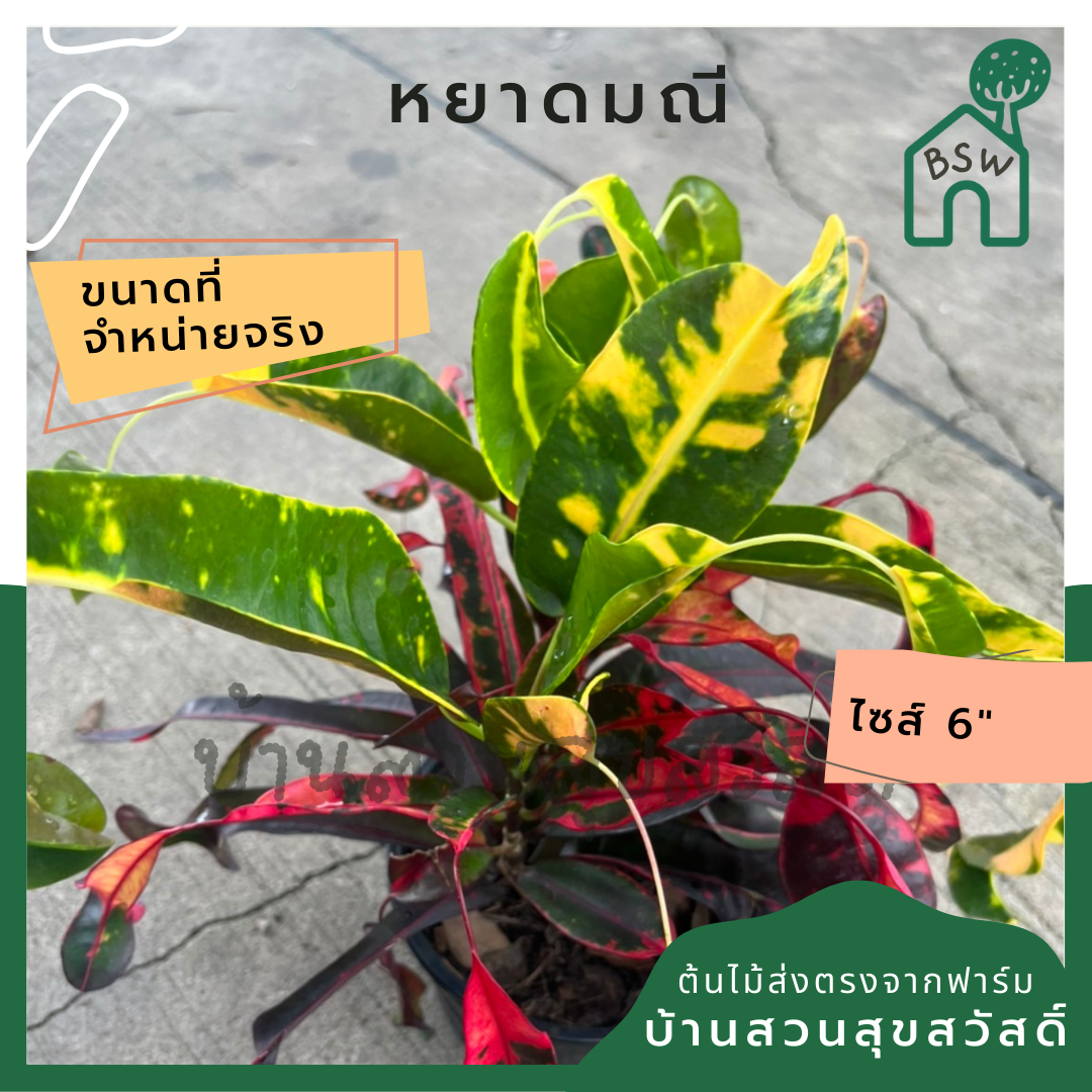 ต้นโกสน หยาดมณี พร้อมกระถาง 6 นิ้ว
