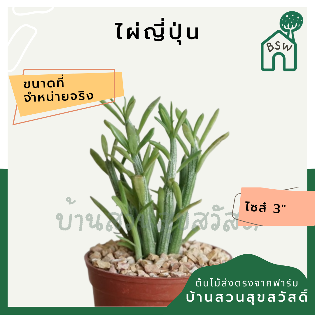 แคคตัสไผ่ญี่ปุ่น (Hylocereus Undatus) กระบองเพชรในกระถางพร้อมตั้ง