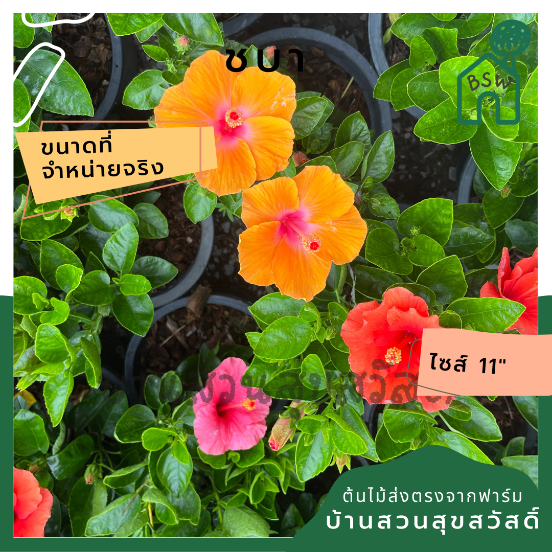 ต้นชบาดอกส้ม | Hibiscus สีส้มสดใส | ไม้ประดับจัดสวน | พร้อมกระถาง 11 นิ้ว