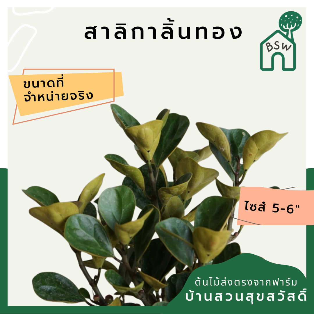 สาลิกาลิ้นทองราชินี (Ficus Annulata 'Queen') ไม้ใบสวยในกระถางพร้อมตั้ง