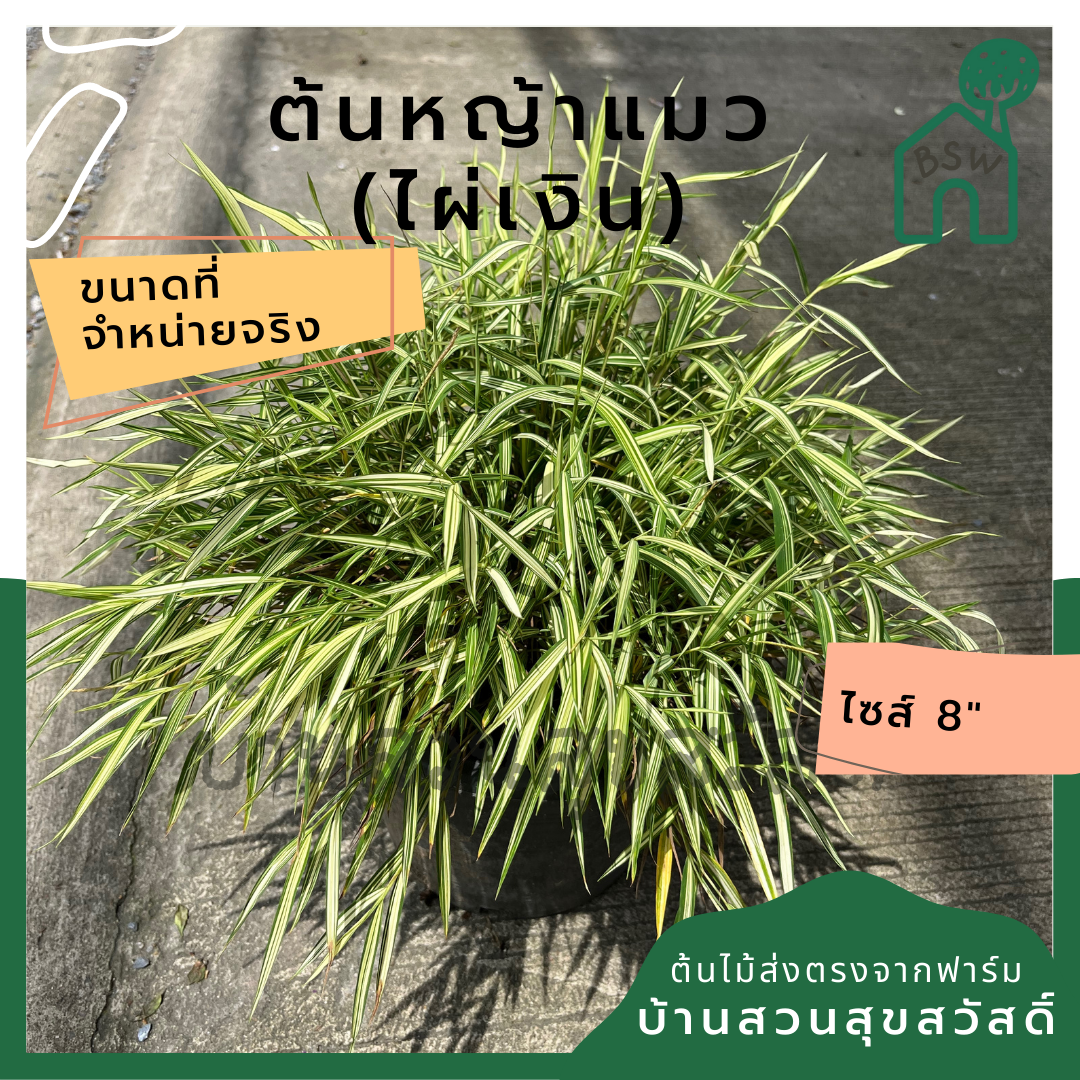 ไผ่เงินหญ้าแมว (Pennisetum) อาหารสำหรับสัตว์เลี้ยงในกระถาง 11 นิ้ว