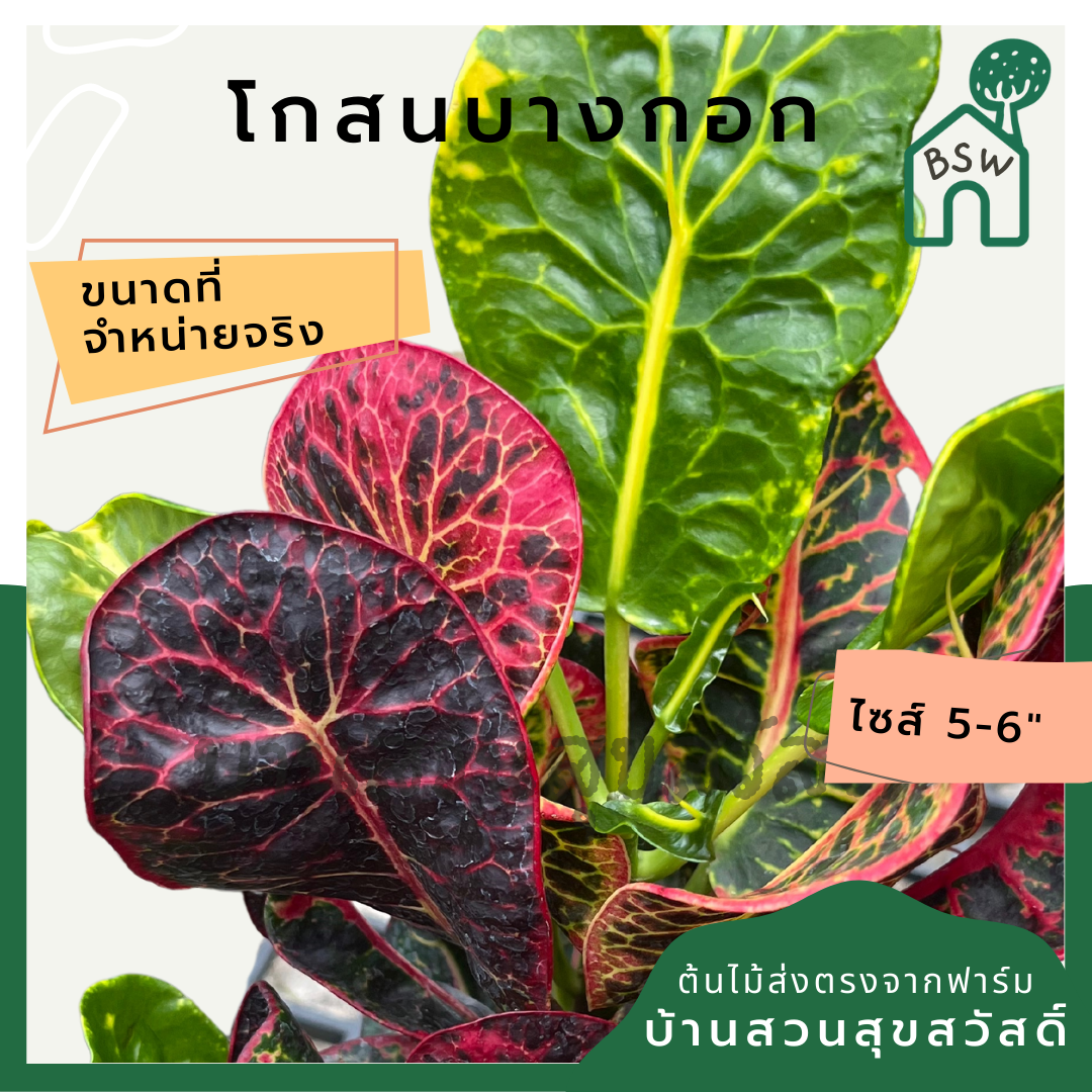 โกสนบางกอก กระถาง 5-6 นิ้ว ต้นโกสน เป็นไม้แดด ไม้ด่างสวย ใบสีสันสดใส