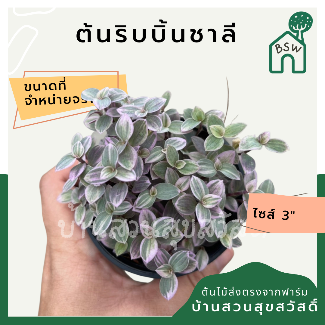 ริบบิ้นชาลี (Callisia Repens) ไม้แขวนในกระถาง 3 นิ้ว