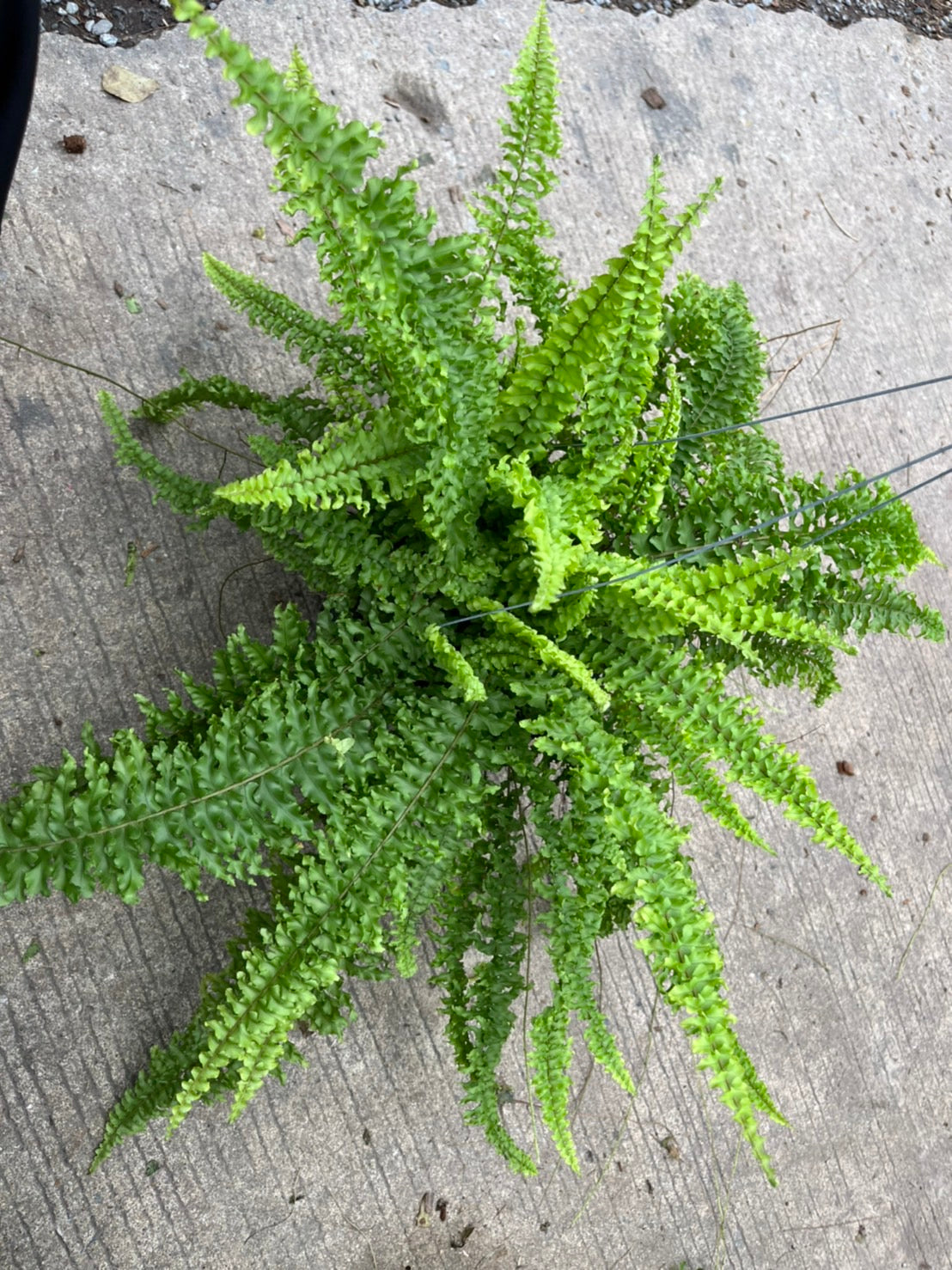 เฟิร์นบอสตัน (Nephrolepis Exaltata) ไม้ฟอกอากาศในกระถาง 8 นิ้ว