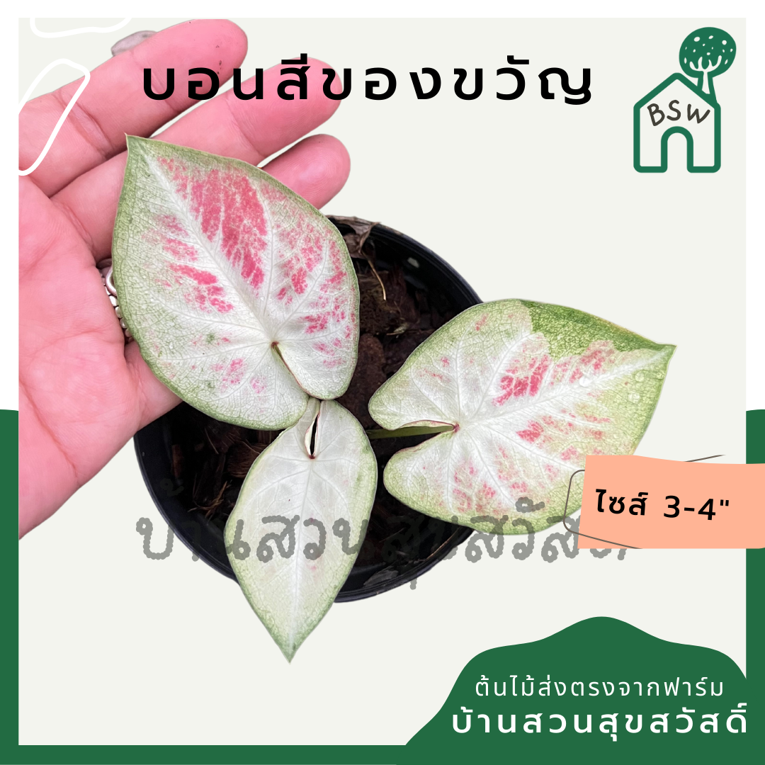 บอนสีของขวัญ (Caladium) ไม้มงคลในกระถางพร้อมตั้ง