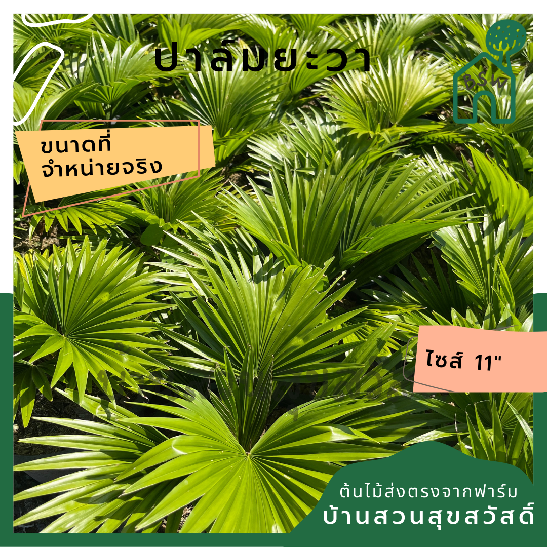 ปาล์มยะวา (Roystonea Regia) ไม้แดดจัดสวนในกระถาง 11 นิ้ว