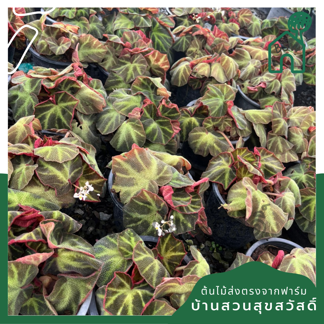 บีโกเนีย (Begonia) ไม้ใบสวยในกระถาง 5-6 นิ้ว