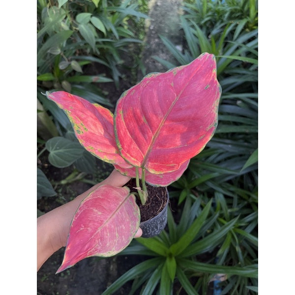 รวมอโกลนีม่า Aglonema