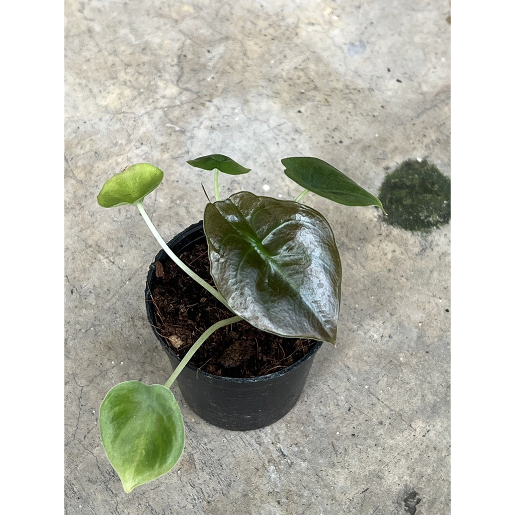 ต้นอโลคาเซีย คูเปีย เรดซีเครท Alocasia Cuprea Red Secret