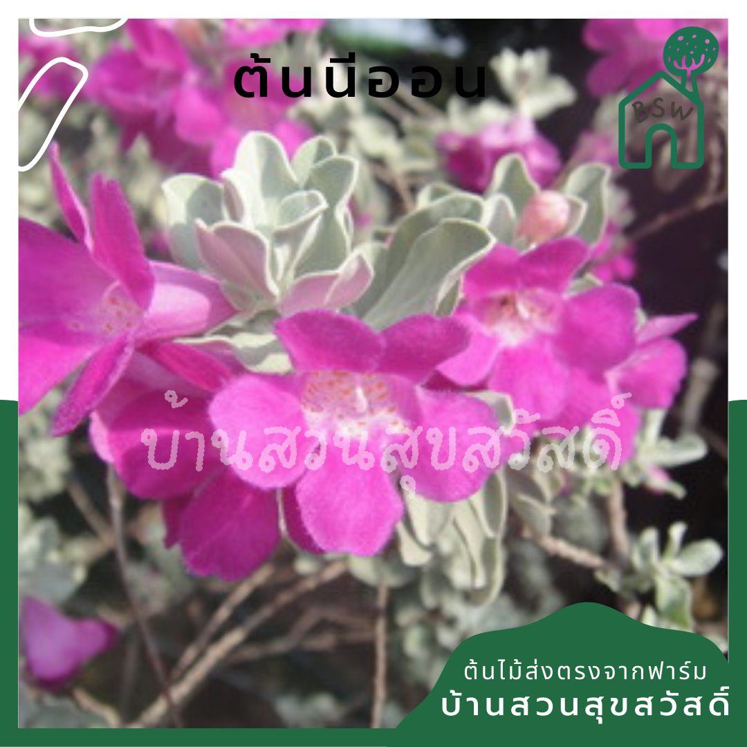 นีออน (Plectranthus Argentatus) ไม้ใบกำมะหยี่ในกระถาง 11 นิ้ว