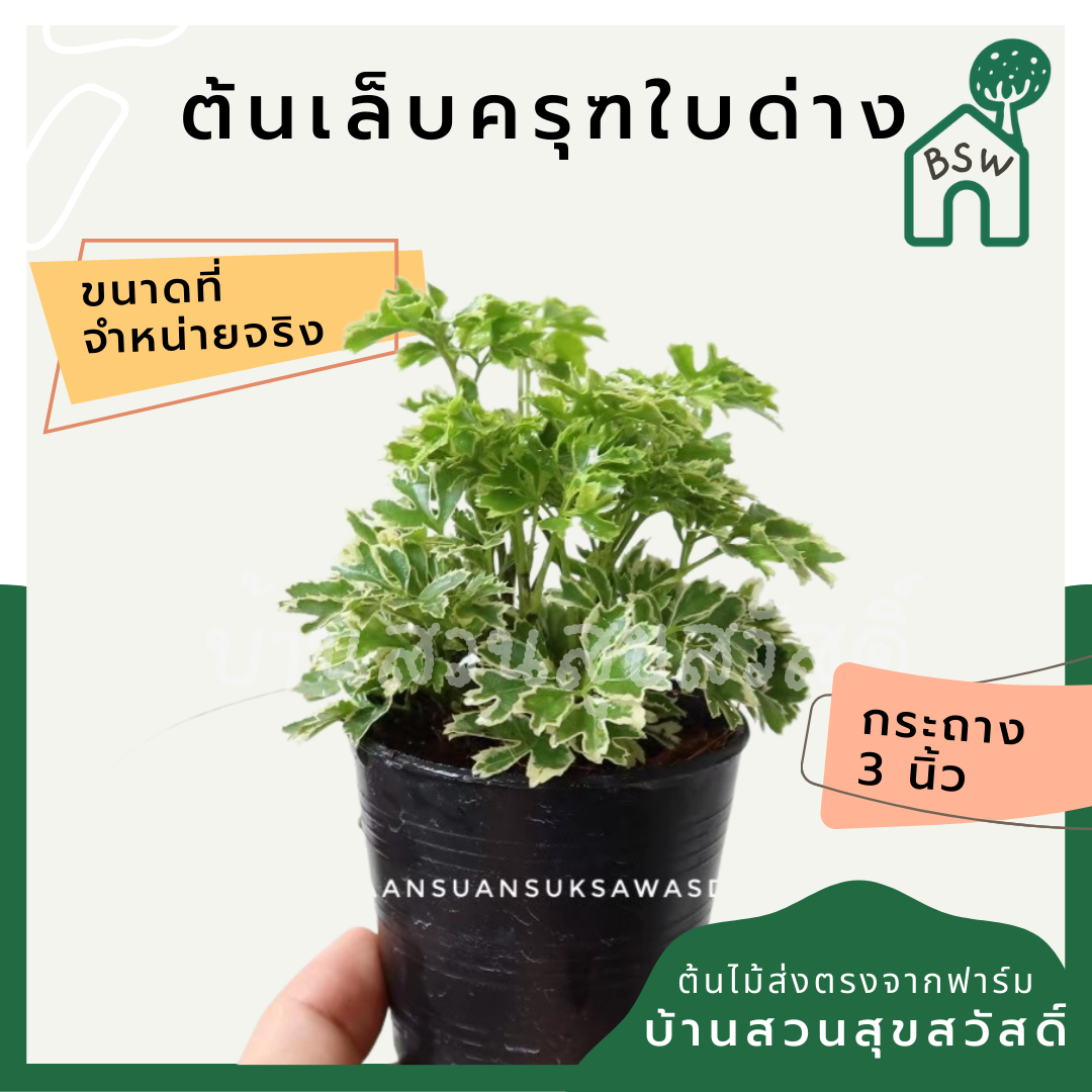 เล็บครุฑใบด่าง (Polyscias Guilfoylei 'Variegata') ไม้มงคลใบลายในกระถาง