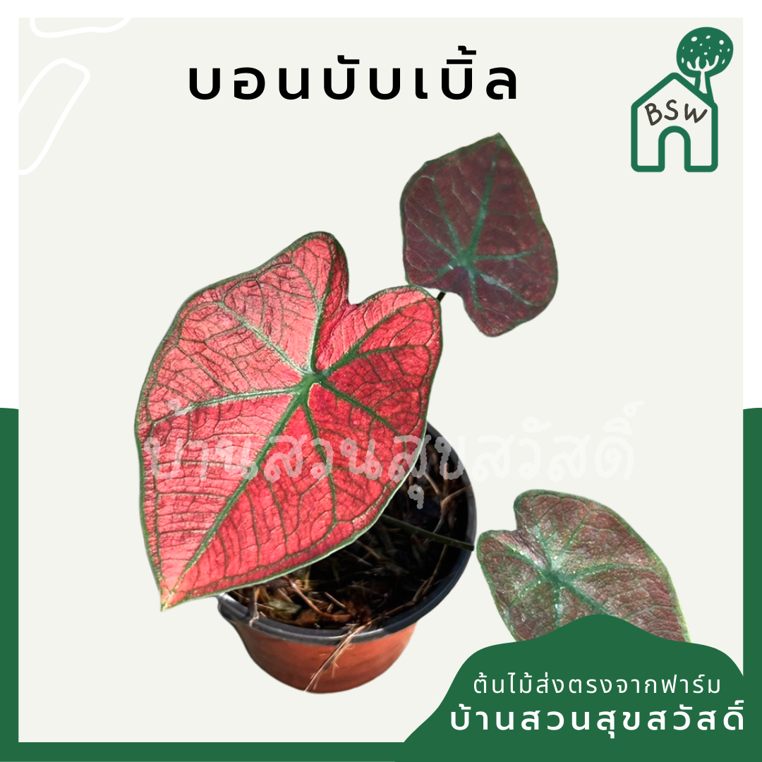 บอนบับเบิ้ล (Caladium 'Bubble') ไม้ใบสวยในกระถางพร้อมตั้ง