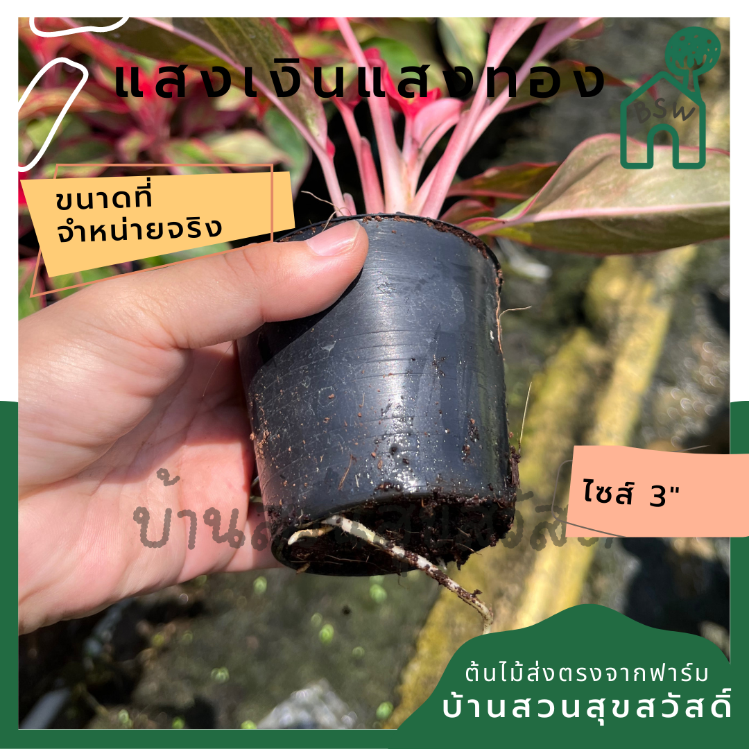 แสงเงินแสงทอง (Aglaonema) ไม้มงคลยอดนิยมในกระถาง 3 นิ้ว