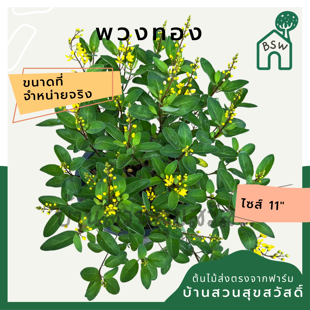 ต้นพวงทอง กระถาง 8 นิ้ว ออกดอกสวยทั้งปี