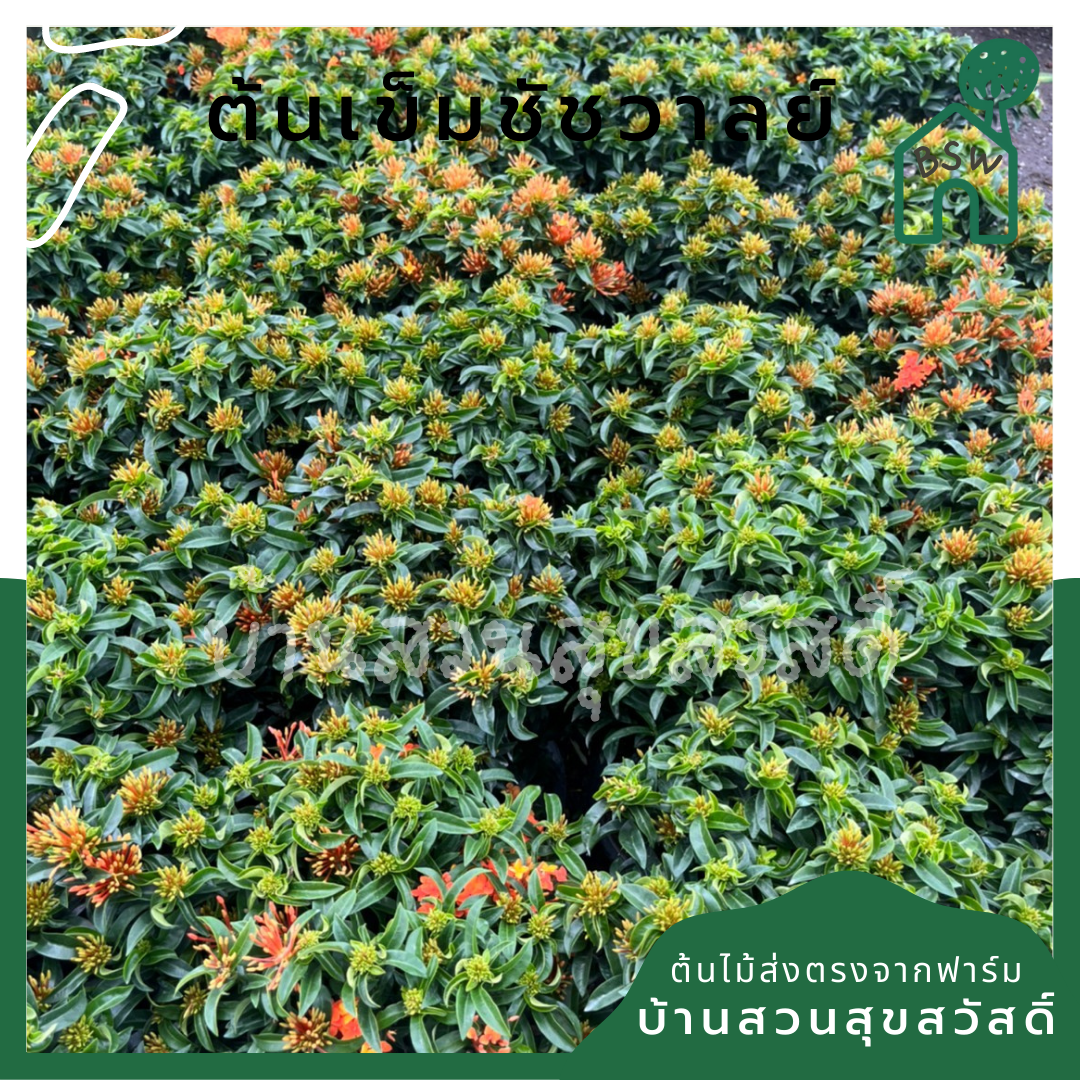 ต้นเข็ม ชัชวาลย์ กระถางใหญ่ พุ่มสูง ดอกมี 2 สี เข็มใบเรียวๆ