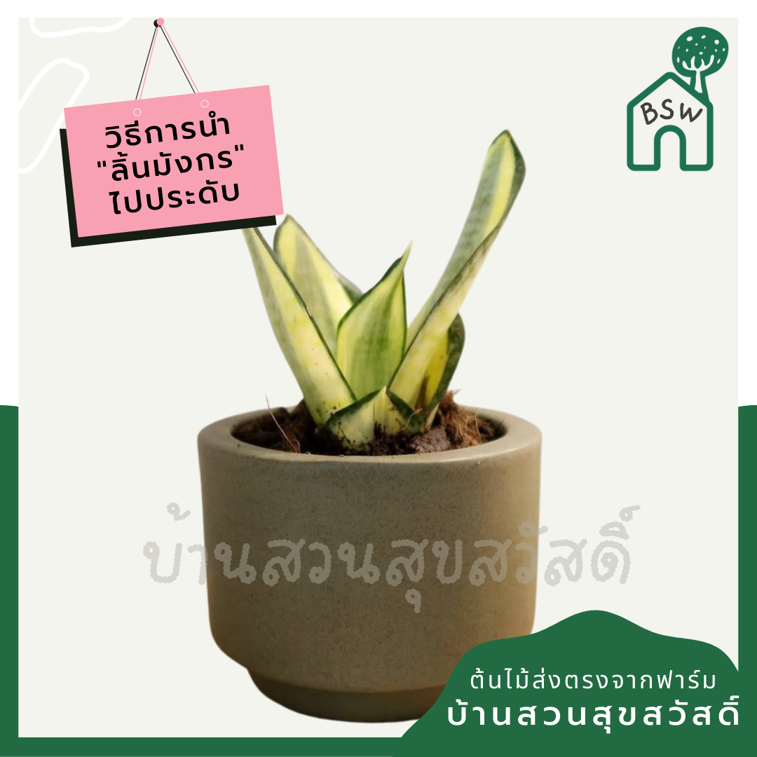 ลิ้นมังกรแคระใบด่าง (Sansevieria Trifasciata 'Golden Hahnii') ไม้ฟอกอากาศในกระถาง 4-5 นิ้ว