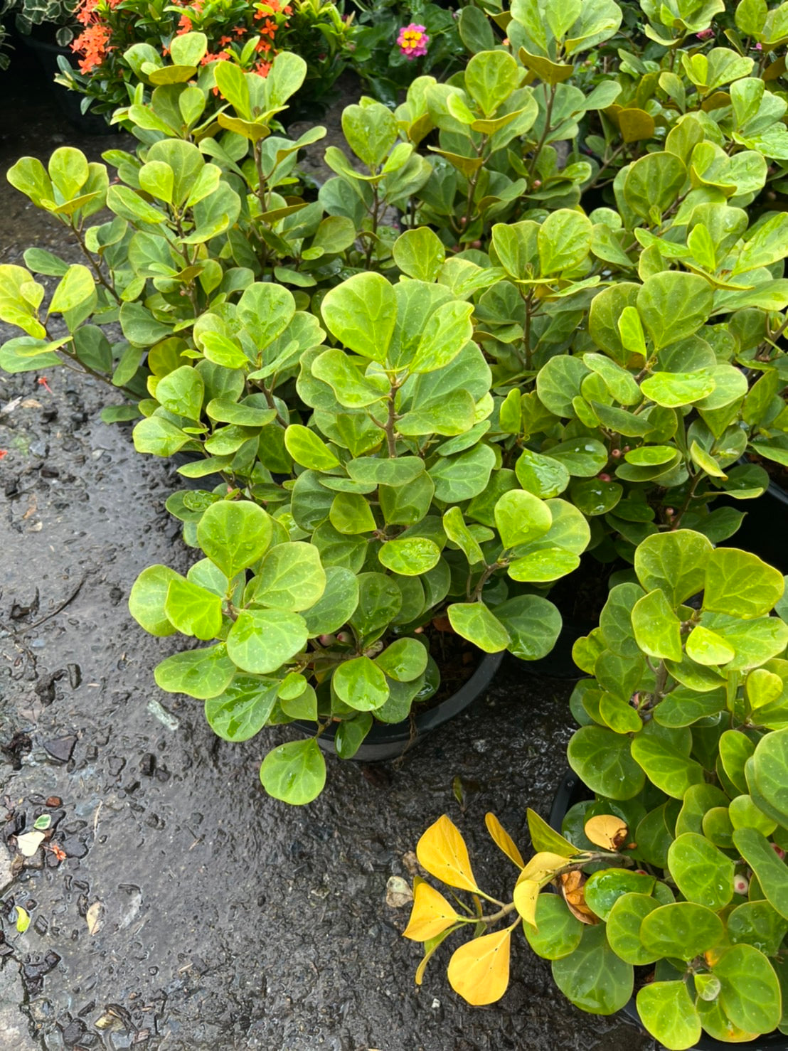 สาลิกาลิ้นทอง (Ficus Annulata 'Variegata') ไม้มงคลในกระถาง 11 นิ้ว