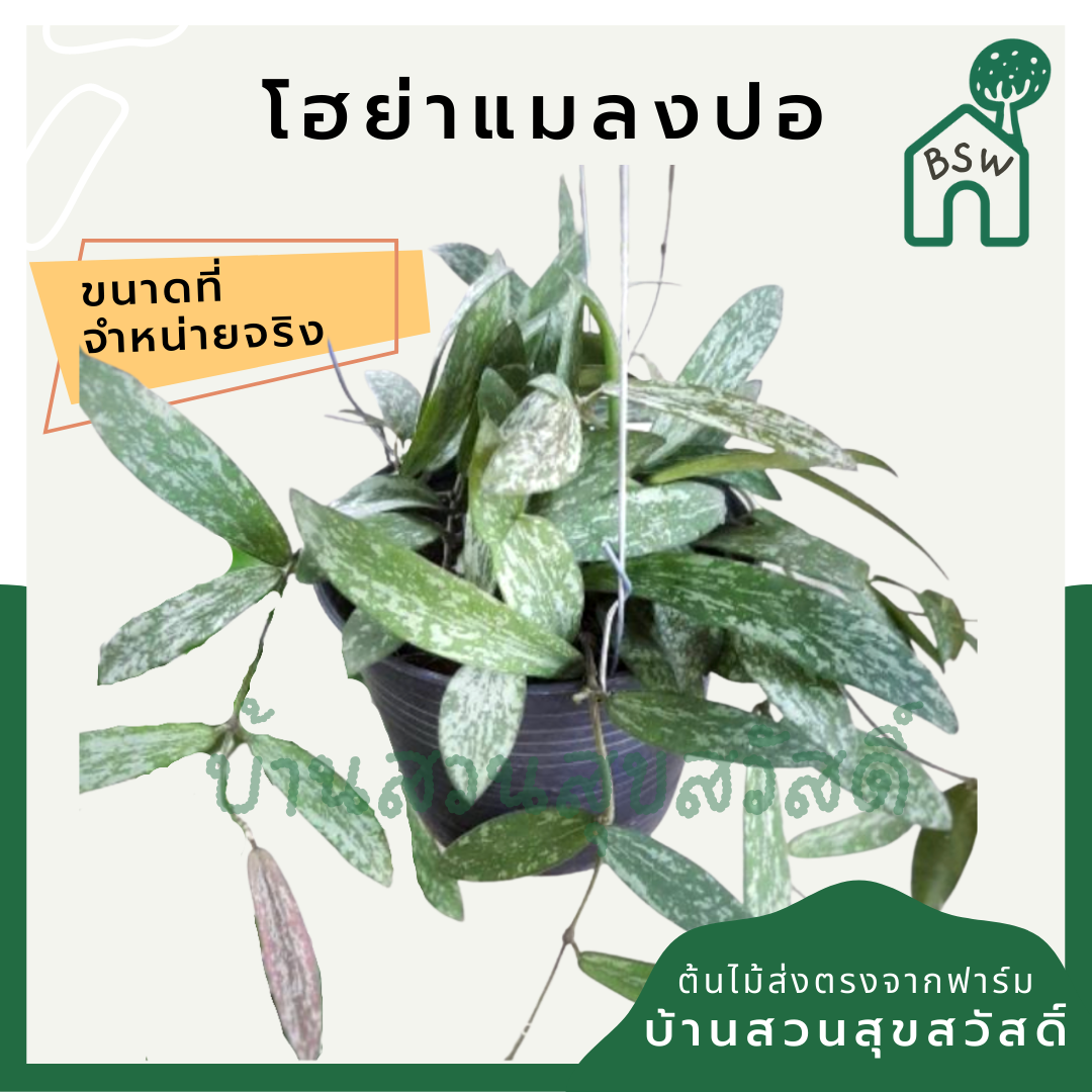 โฮย่า แมลงปอ ในกระถาง 4 นิ้ว Hoya Sigillatis