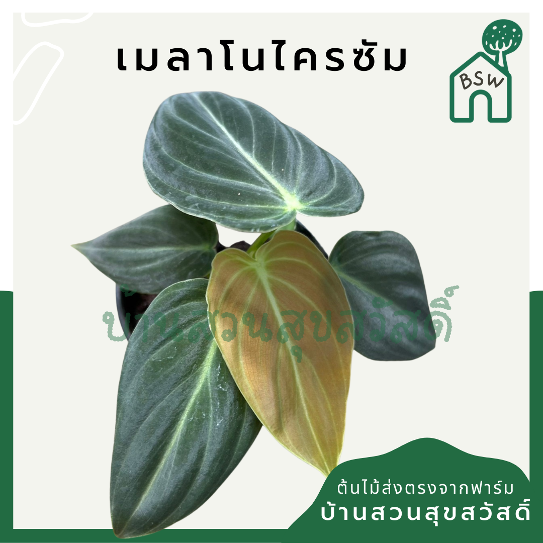 เมลาโนโครซัม (Philodendron Melanochrysum) ไม้ใบกำมะหยี่ในกระถางพร้อมตั้ง