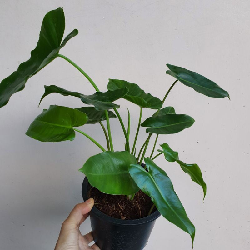 ฟิโลเบอร์เบิ้ลมาร์คเขียว (Philodendron Burle Marx) ไม้ฟอกอากาศในกระถางพร้อมตั้ง