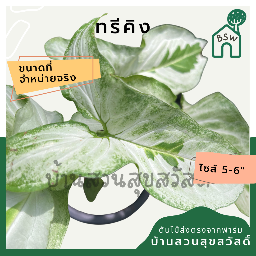 ซิงโกเนียมทรีคิง (Syngonium Three Kings) กระถาง 5-6 นิ้ว