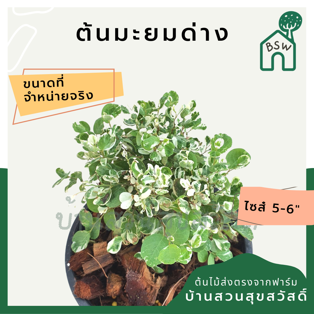 มะยมด่าง (Phyllanthus Emblica) ไม้แดดในกระถางพร้อมตั้ง