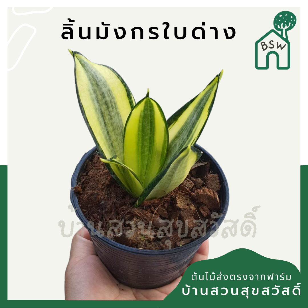 ลิ้นมังกรแคระใบด่าง (Sansevieria Trifasciata 'Golden Hahnii') ไม้ฟอกอากาศในกระถาง 4-5 นิ้ว
