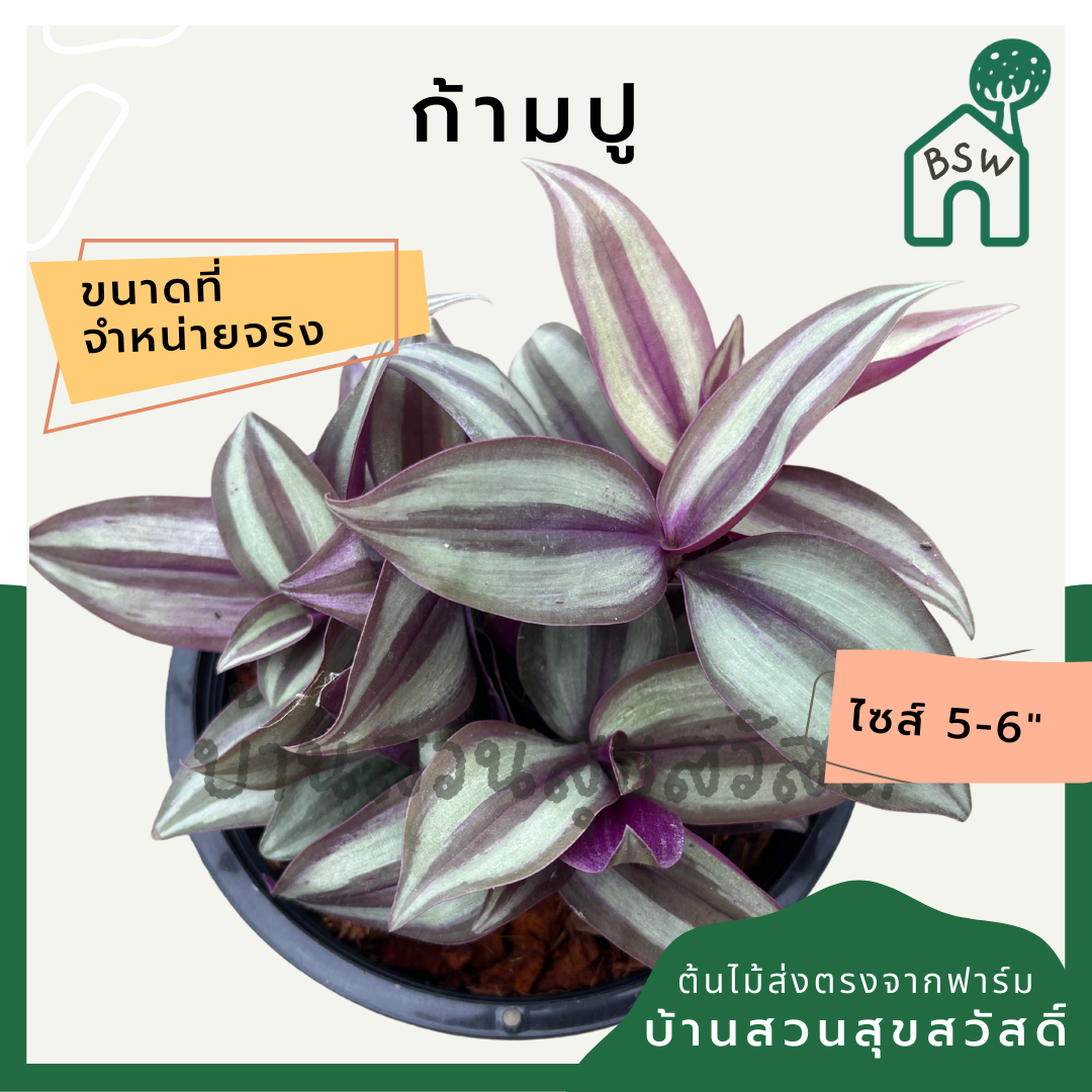 ก้ามปูหลุด กระถาง 5-6 นิ้ว ต้นโกสน ใบกำมะหยี่สวย เป็นไม้แดด ไม้ด่างสวย ใบสีสันสดใส