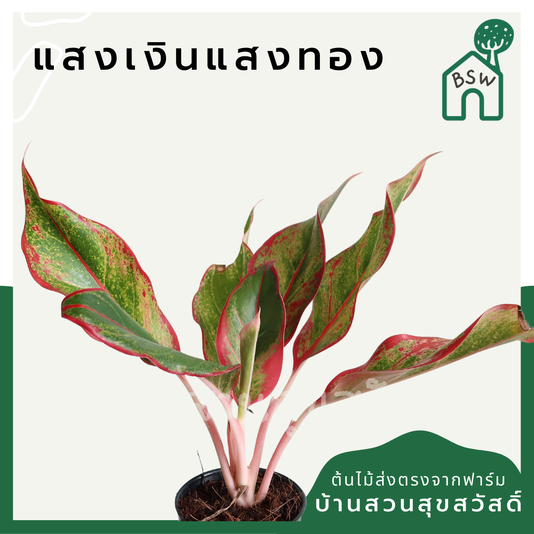 แสงเงินแสงทอง (Aglaonema) ไม้มงคลในกระถางพร้อมตั้ง
