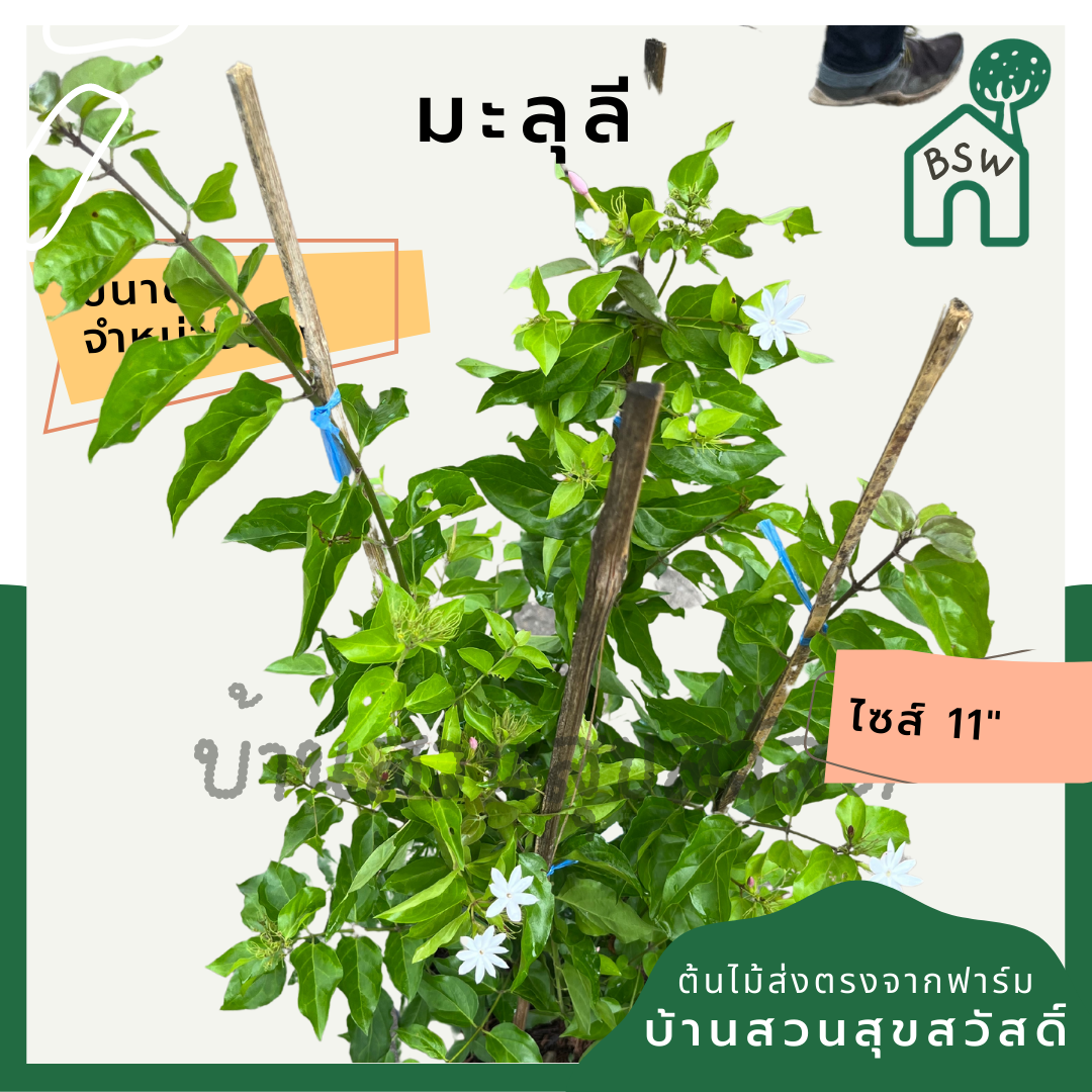 มะลุลี (Jasminum Sambac 'Mali Lii') ไม้ดอกหอมในกระถาง 11 นิ้ว